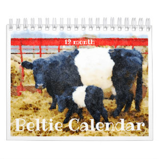 Cute Belted Galloway Beltie Striped Cow Calendar