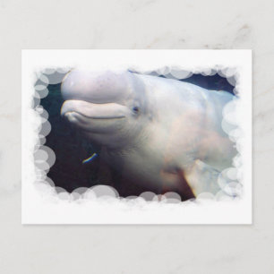 Cute Beluga Whale Postcard
