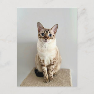 Cute Bengal Cat Postcard
