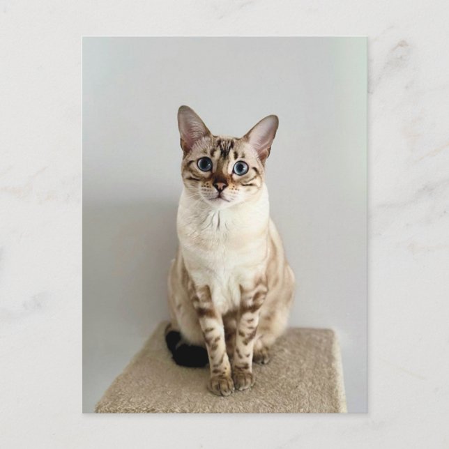 Cute Bengal Cat Postcard (Front)