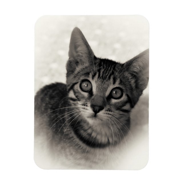 Cute Bengal Kitten Magnet (Vertical)