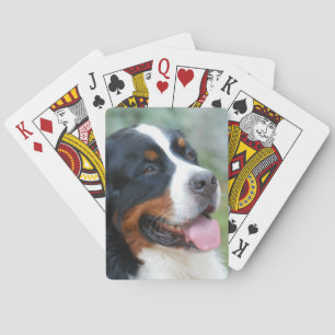 Cute Bernese Deck of Cards