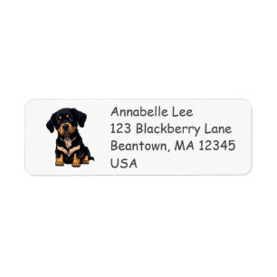 Cute Bernese Mountain Dog