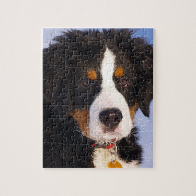 Cute Bernese Mountain Dog Puppy Picture Jigsaw Puzzle (Vertical)