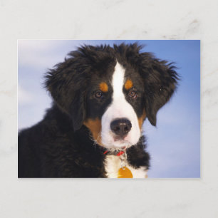 Cute Bernese Mountain Dog Puppy Picture Postcard