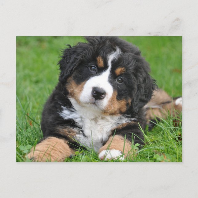 Cute Bernese Mountain Dog Puppy Postcard (Front)