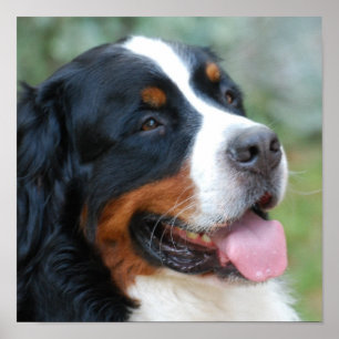 Cute Bernese Poster