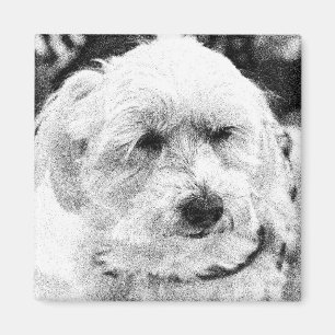 Cute Bichon Dog Face Sketch Favourite Breed  Magnet