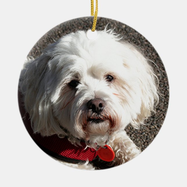 Cute bichon frise dog ceramic tree decoration (Front)