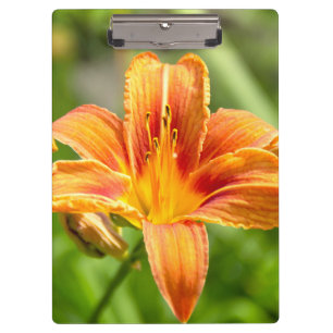 Cute big Lily flower photo Clipboard