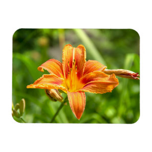 Cute big Lily flower photo Magnet