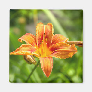 Cute big Lily flower photo Magnet