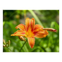Cute big Lily flower photo