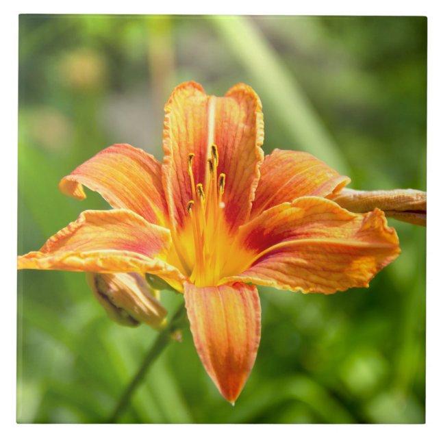 Cute big Lily flower photo Tile (Front)