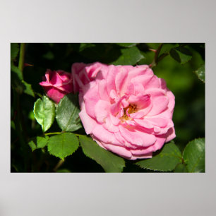 Cute big pink rose photo poster