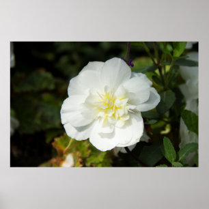 Cute big white flower photo poster