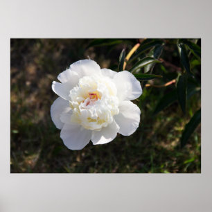 Cute big white peony photo poster