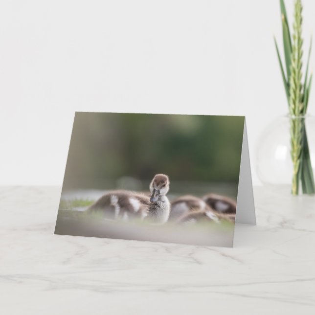 Cute Bird Nature Photo Card (Front)