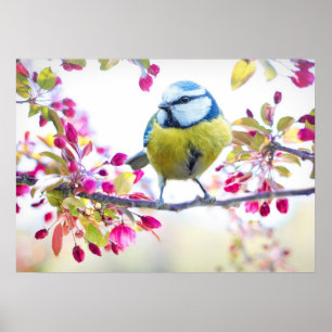 Cute Bird Poster