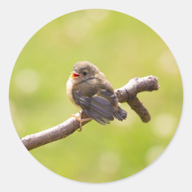 Cute bird singing happily in a summer day classic round sticker (Front)