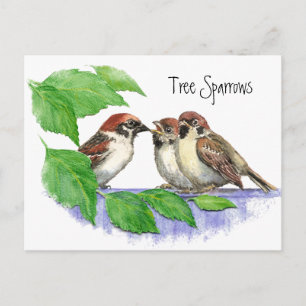 Cute Bird, Sparrow Family Postcard