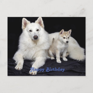 Cute Birthday greeting Dogs Postcard