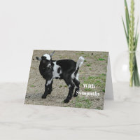 Cute Black and White Baby Goat Photo Sympathy