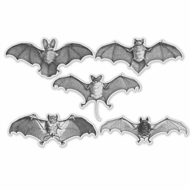 Cute Black And White Bats (Front)