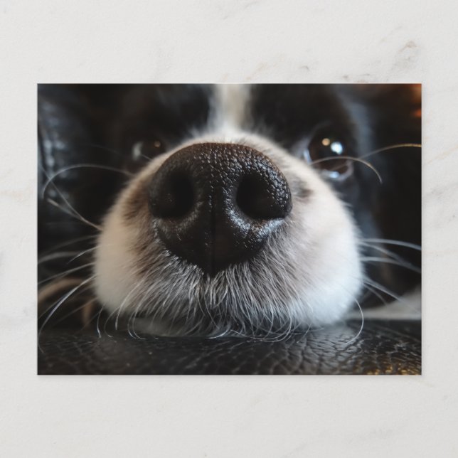 Cute Black and White Border Collie Nose and Eyes Postcard (Front)