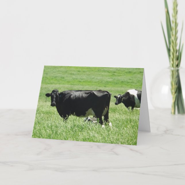 Cute Black and White Cows on Farm Blank Card (Front)