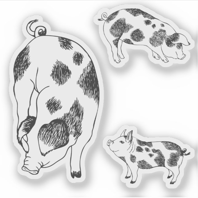 Cute black and white hand drawn pig with cow spots (Front)