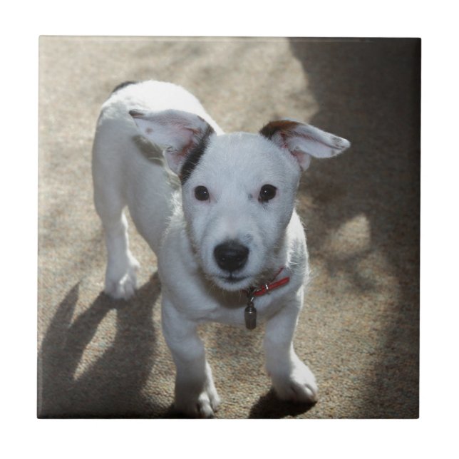 Cute Black And White Of Jack Russell Puppy Tile (Front)
