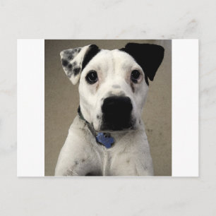 Cute black and White Pit Bull Terrier Postcard