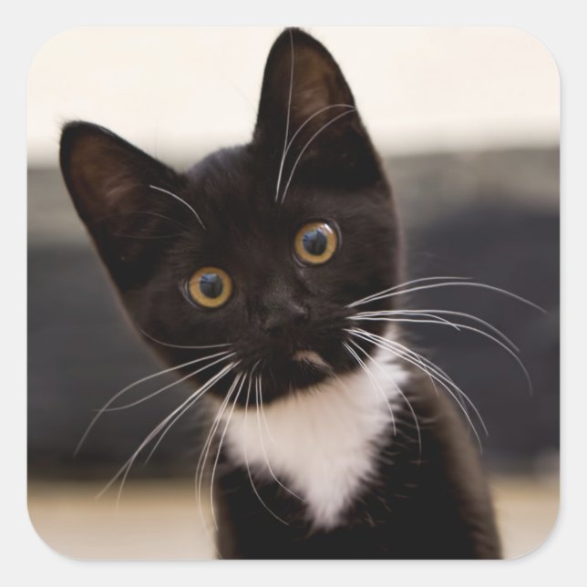 Cute Black And White Tuxedo Kitten Square Sticker (Front)