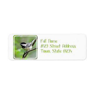 Cute Black Capped Chickadee