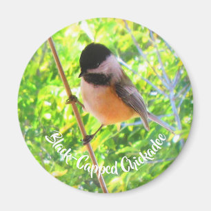 Cute Black Capped Chickadee Wild Birds Nature Magnet