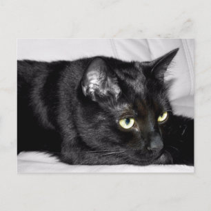 Cute Black Cat Portrait Postcard