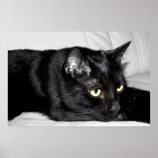 Cute Black Cat Portrait Poster (Front)