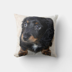 Cute black Dachshund Puppy Dog Cushion