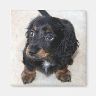 Cute black Dachshund Puppy Dog Magnet