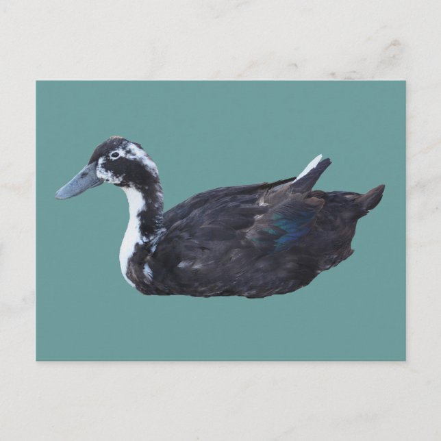 Cute Black Duck Farm Animal Postcard (Front)