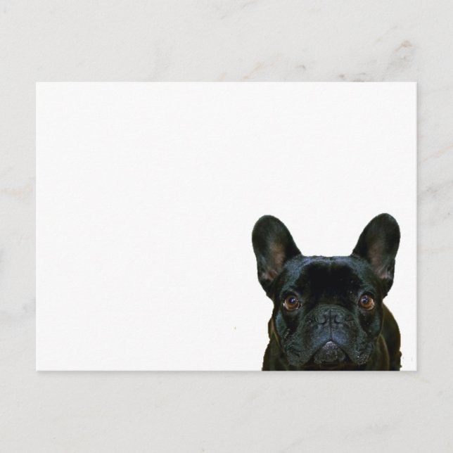 Cute Black French Bulldog Frenchie Photograph: Postcard (Front)