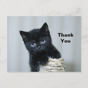Cute Black Kitten Twine Photo Thank You Postcard
