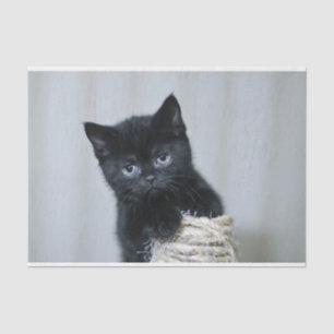 Cute Black Kitten Twine Photo Tissue Paper