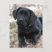 Cute Black Labrador Puppy - Happy Dog Black Lab