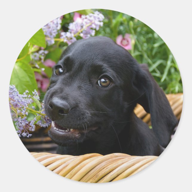Cute Black Labrador Retriever Dog Puppy Pet Photo Classic Round Sticker (Front)