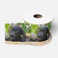 Cute Black Labrador Retriever Dog Puppy Pet Photo