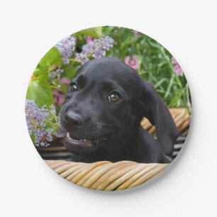 Cute Black Labrador Retriever Dog Puppy Pet Photo Paper Plate