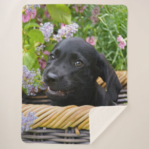 Cute Black Labrador Retriever Dog Puppy Pet Photo Sherpa Blanket