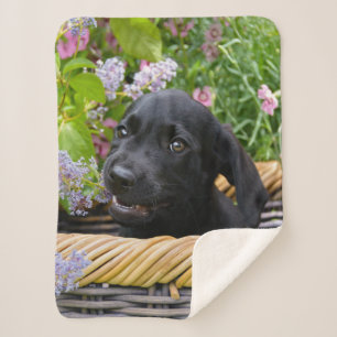 Cute Black Labrador Retriever Dog Puppy Pet Photo Sherpa Blanket